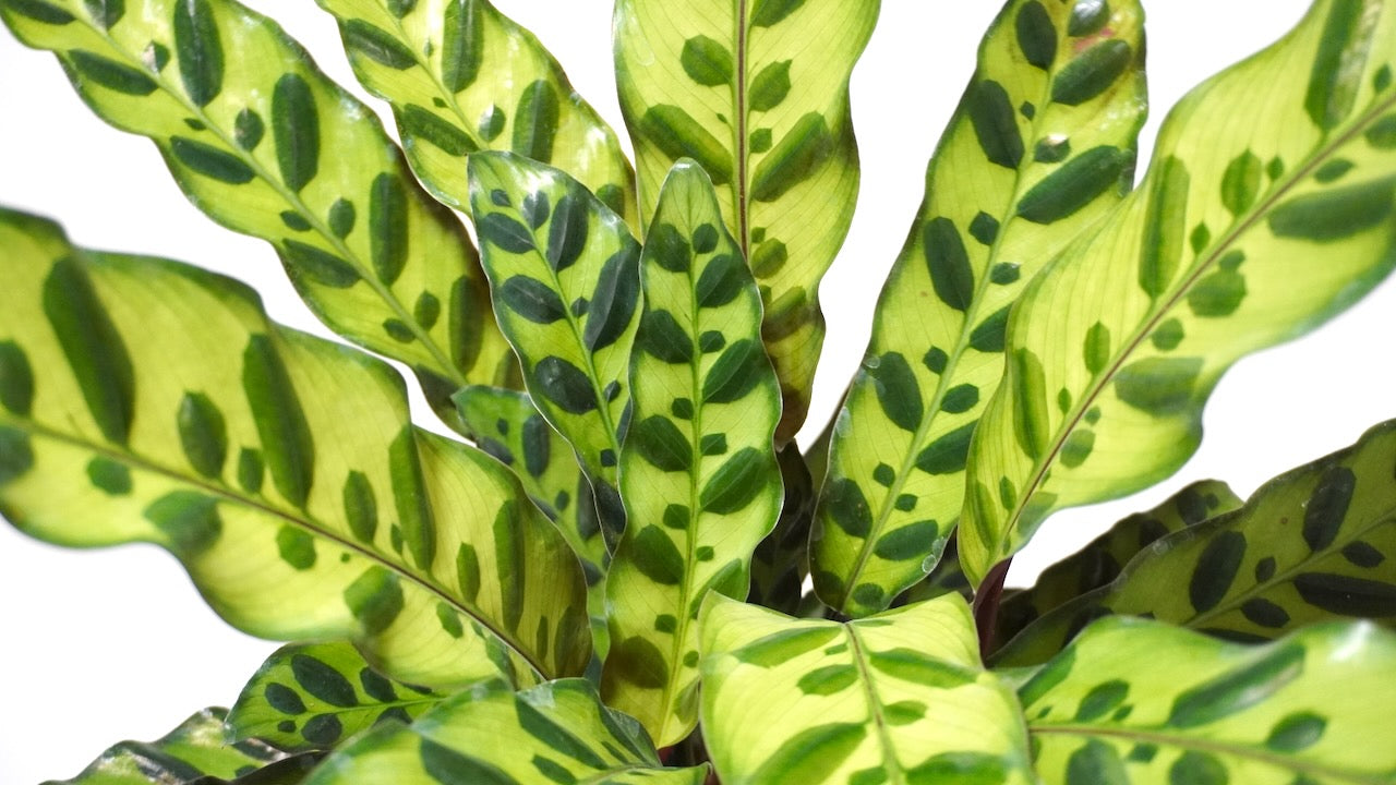 All Plants