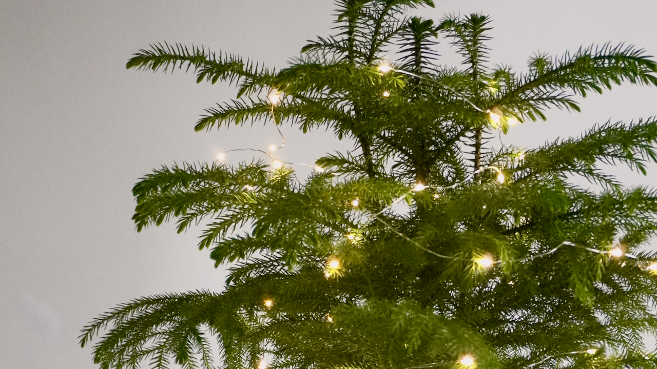 Holiday Trees