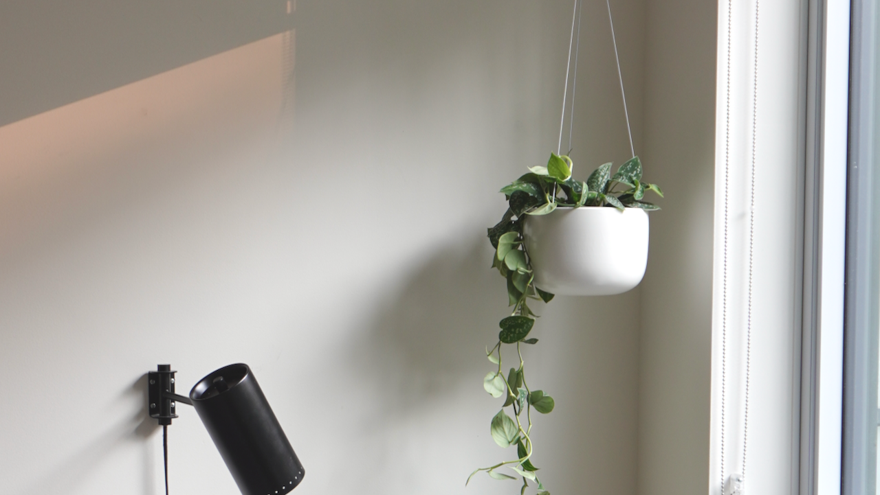 Hanging & Wall Mounted Pots