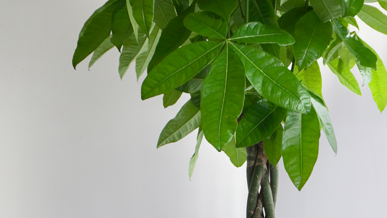 Money Tree