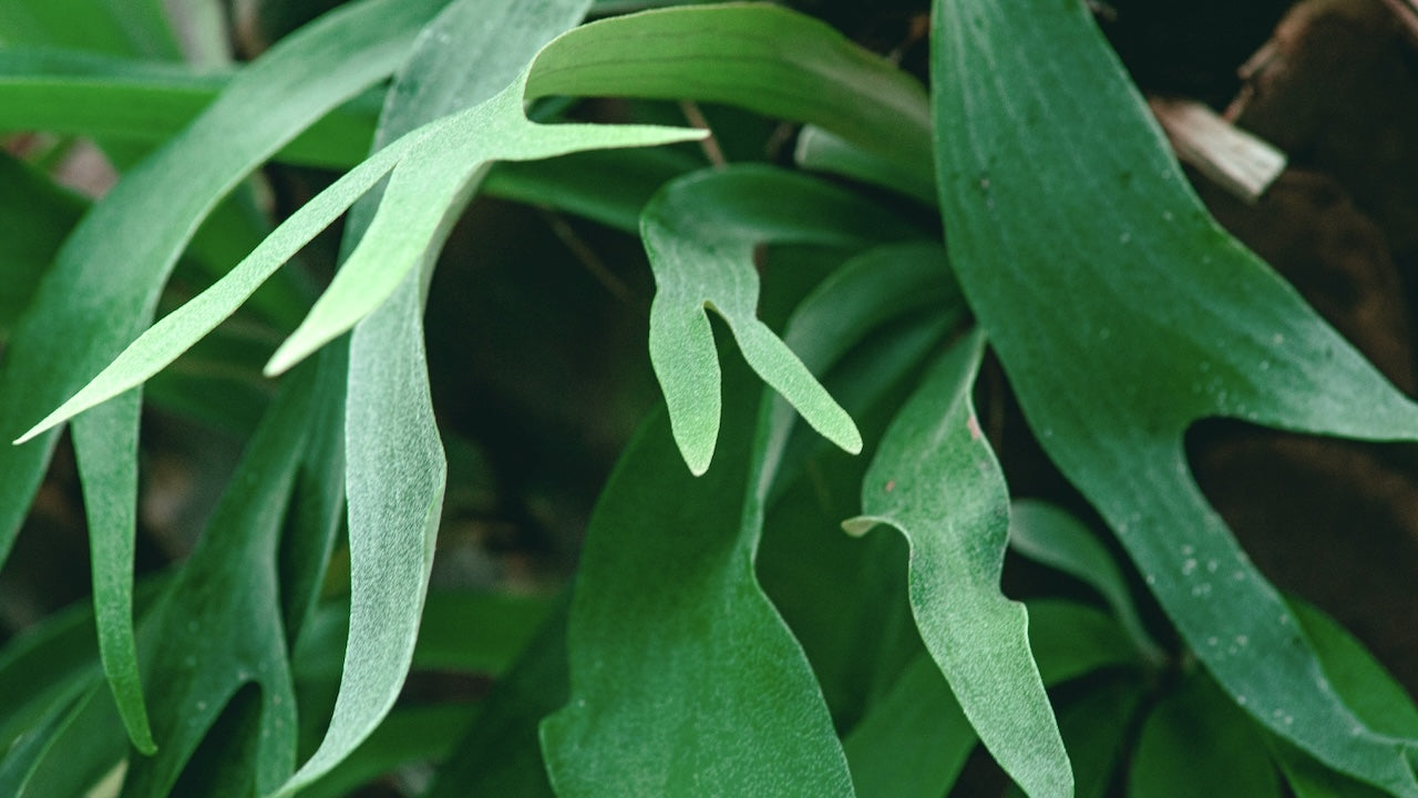 Staghorn Ferns