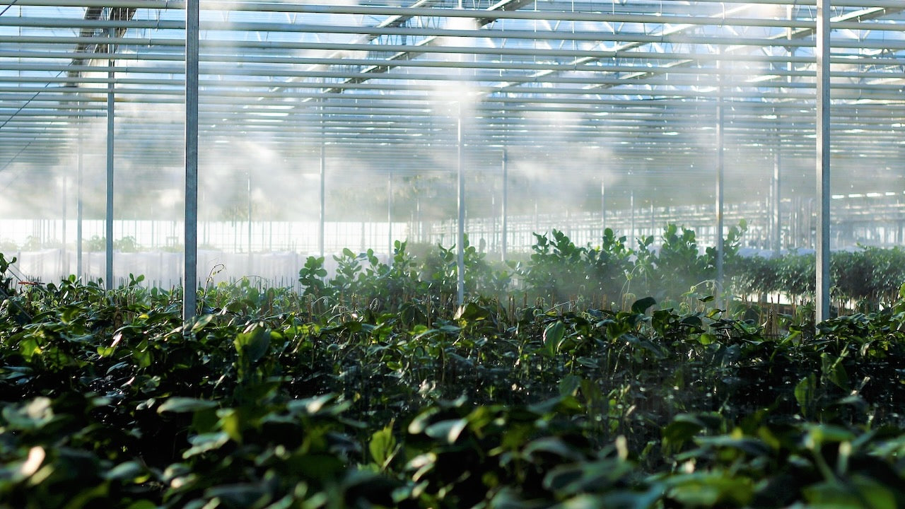 Greenhouse Specials