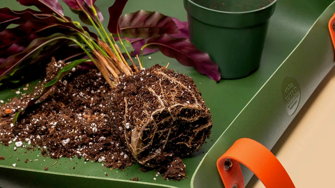 Plant Care & Accessories