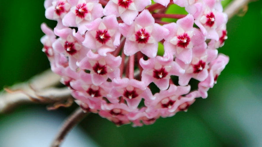 Hoya Plants