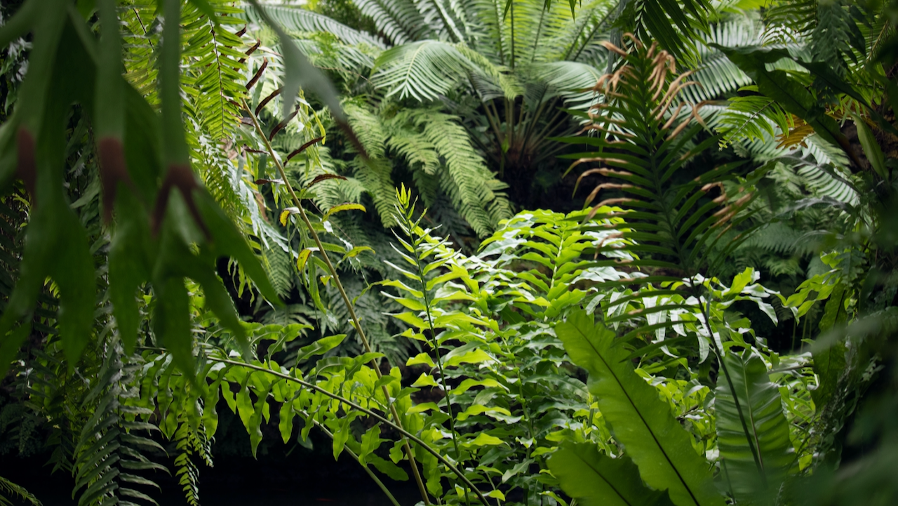 Hardy Ferns
