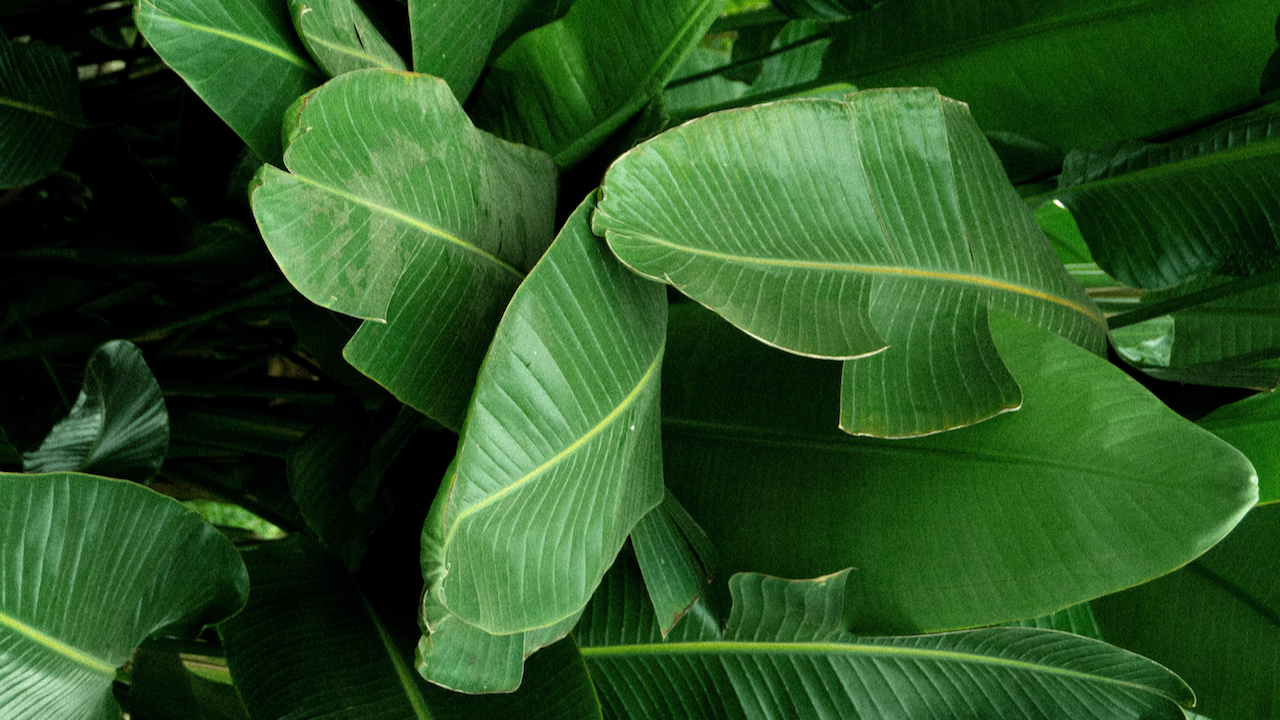 Bird of Paradise