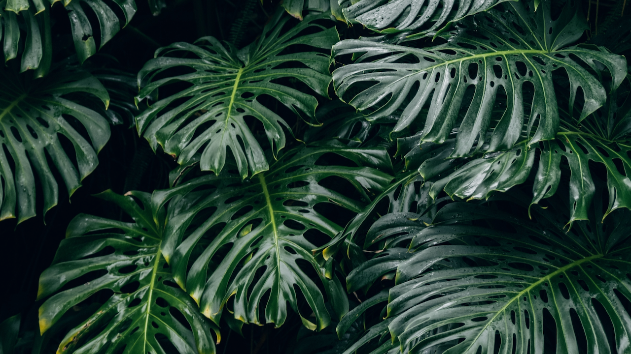 Monstera