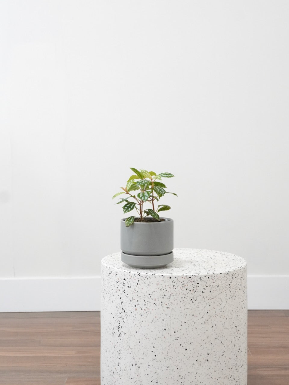 Tin-Tin the Pilea Aluminum, Small