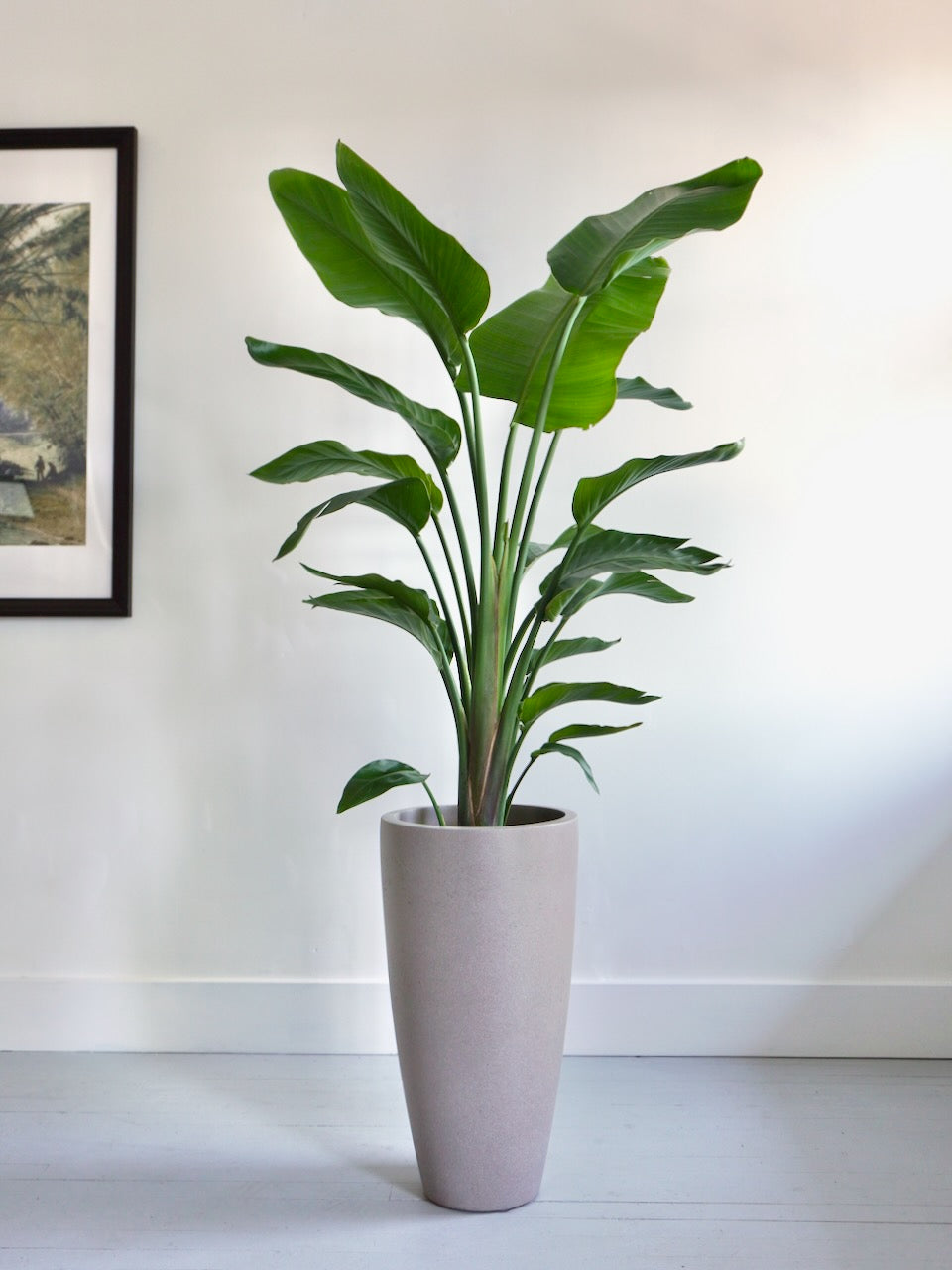 Perdy the Bird of Paradise, XL
