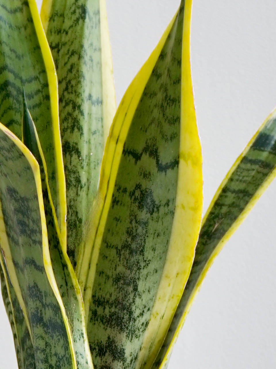 Monty the Snake Plant 'Laurentii', Medium