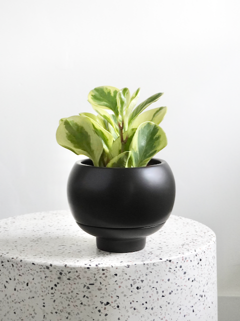 Sutton Ceramic Pot, Small (Multiple Colours)