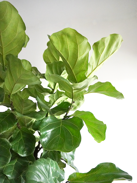 Figgy the Fiddle Leaf Fig, XXL