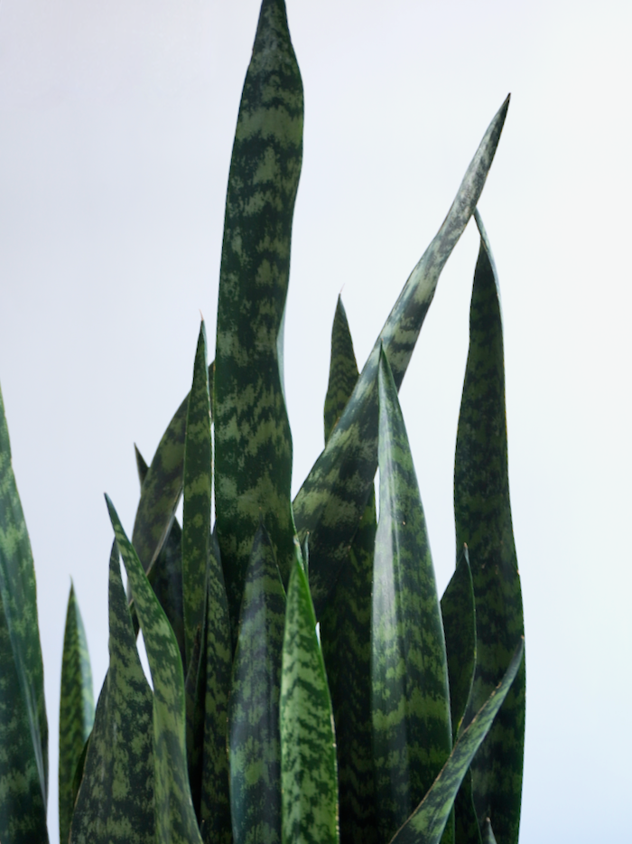Monty the Snake Plant, XXL