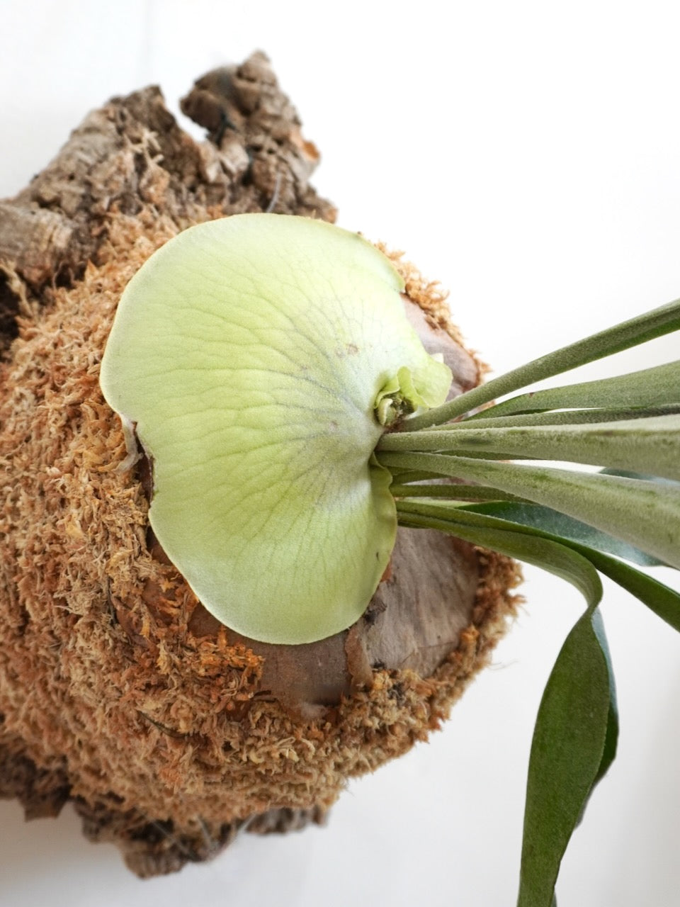 Buck the Staghorn Fern, Large Mounted