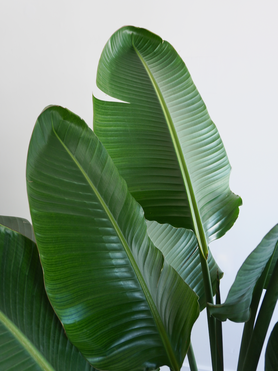 Perdy the Bird of Paradise, XXL