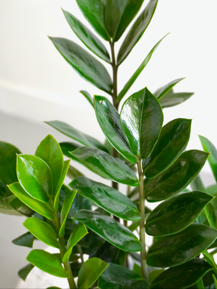 Ziggy the ZZ Plant, Medium
