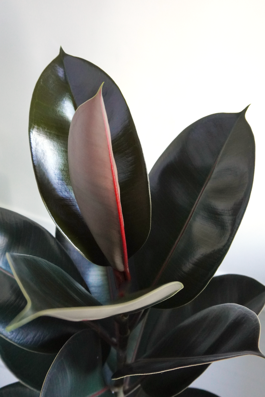 Big Red the Rubber Tree 'Burgundy', XL