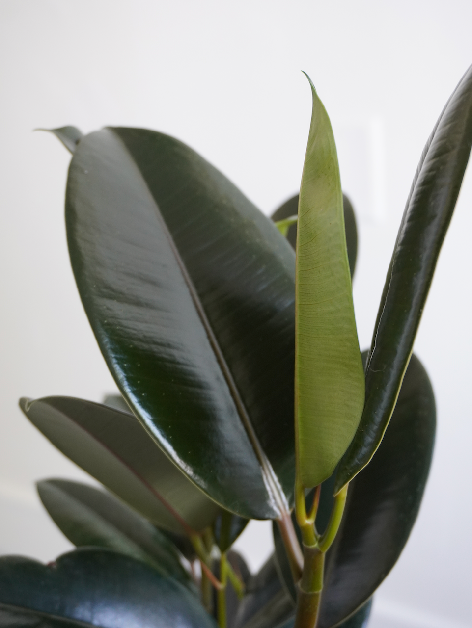 Big Red the Rubber Tree 'Burgundy', Medium