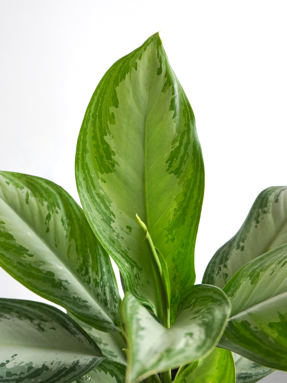 Gloria the Aglaonema 'Silver Bay', Large
