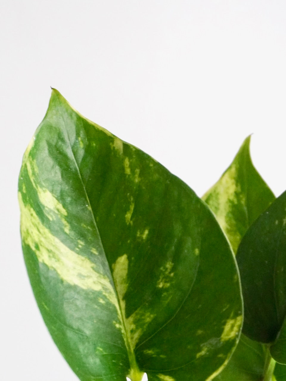 Jab-Jab the Golden Pothos, Small