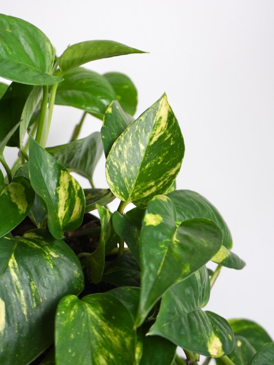 Jab-Jab the Golden Pothos, Large