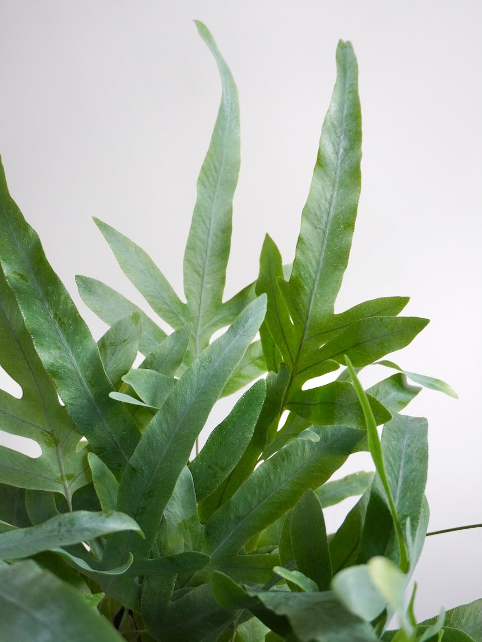 Patrick the Blue Star Fern, Medium