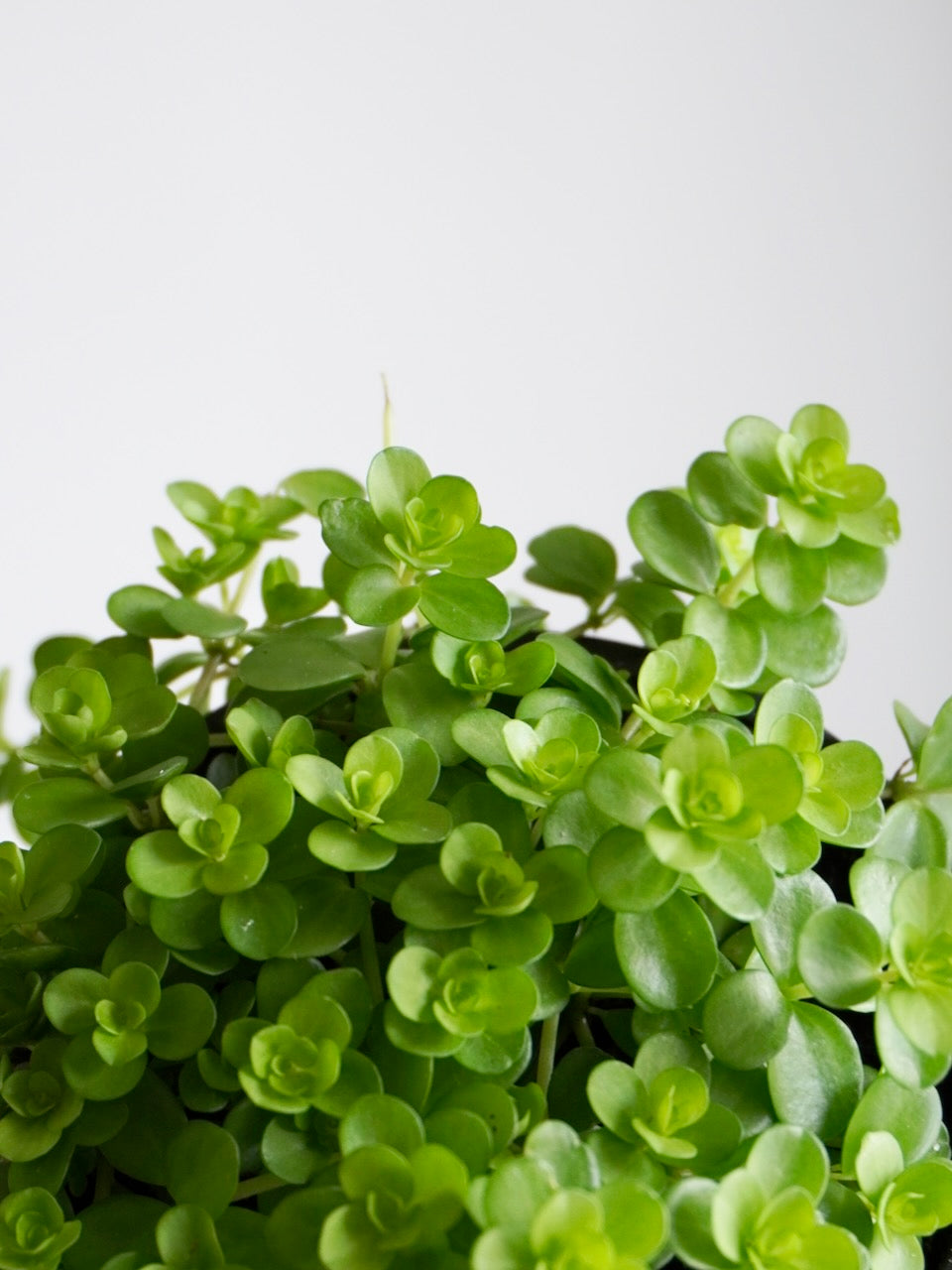 Pepper the Peperomia 'Deppeana', Small