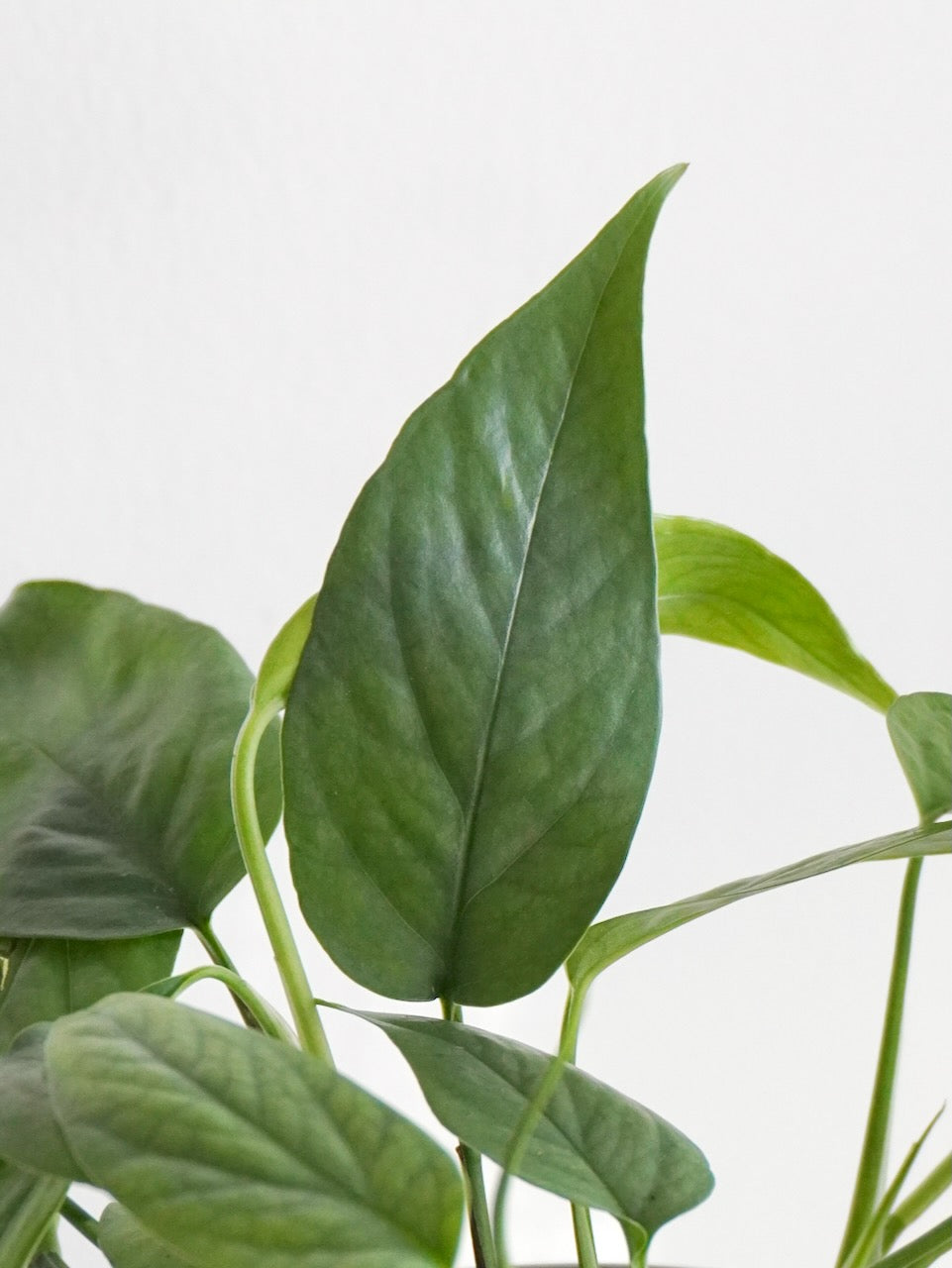 Jab-Jab the Pothos 'Cebu Blue', Small