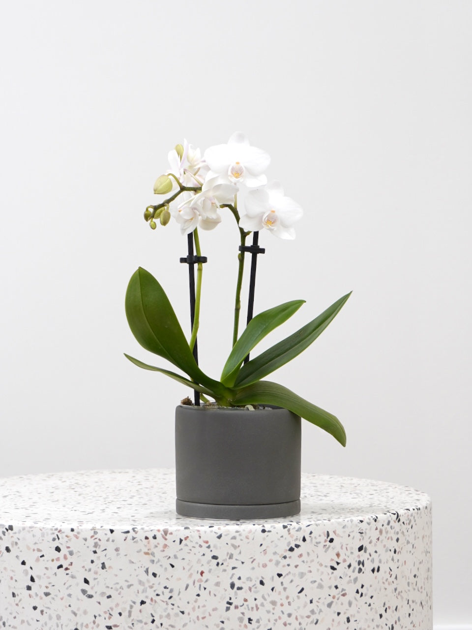 Kinto '191' Ceramic Plant Pot, XS 3"