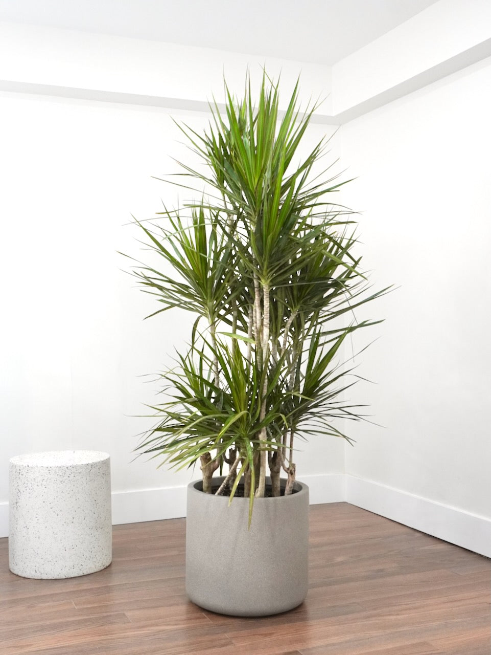 Puff the Dragon Tree, XXL