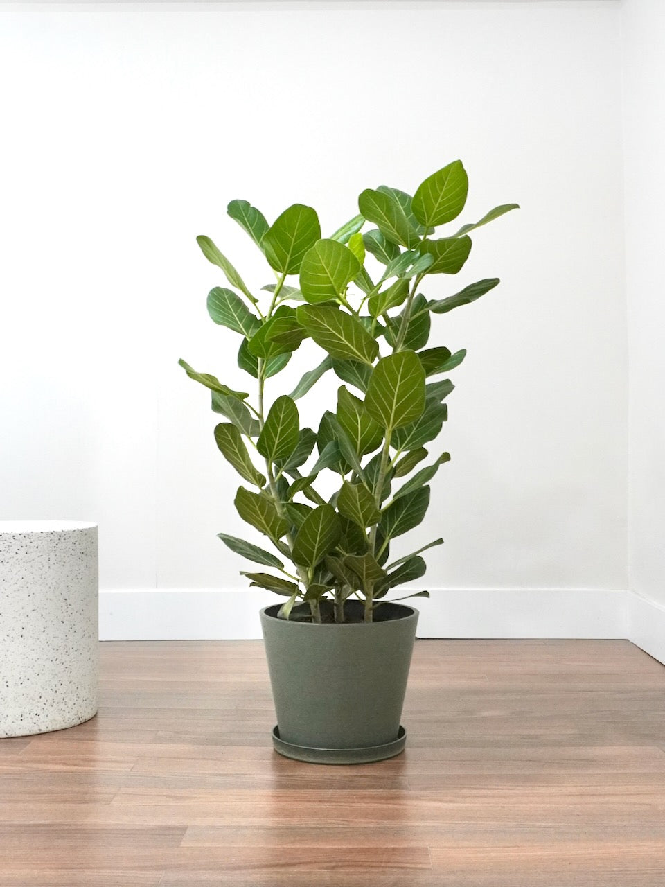 Kanso Recycled Tapered Pot, XL 11" (Multiple Colours)