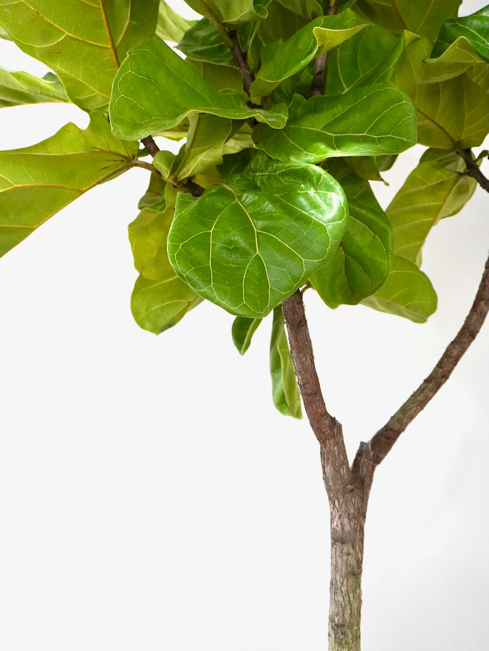 Figgy the Fiddle Leaf Fig, XXL