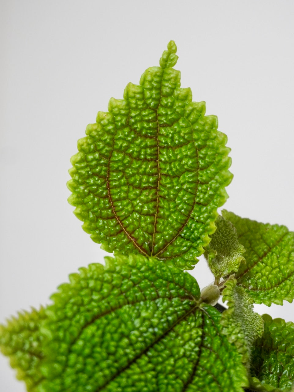 Buzz the Pilea 'Moon Valley', Small