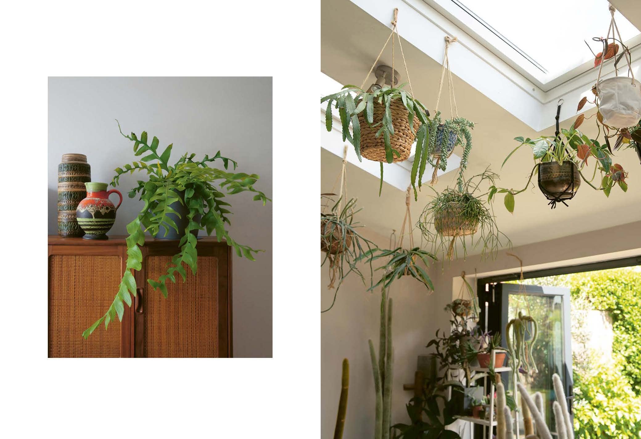 Plant Rescuer by Sarah Gerrard-Jones