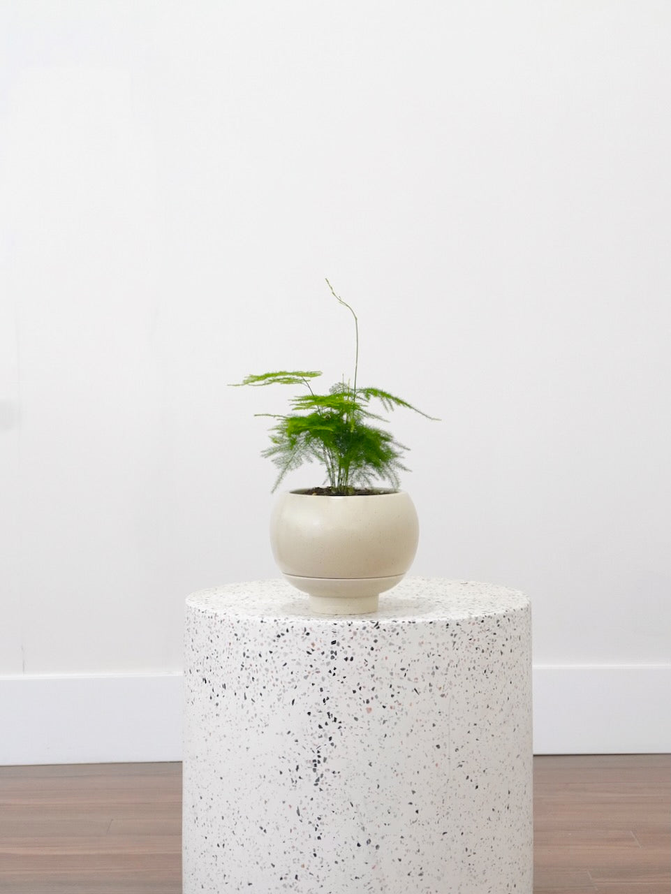Gully the Plumosa Fern, Small