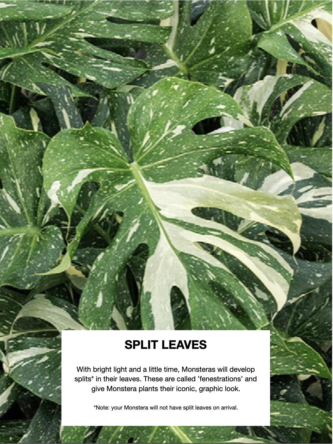 Zilla the Monstera Deliciosa 'Thai Constellation', Small *Special*