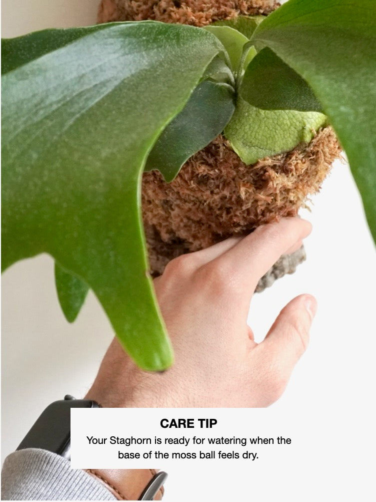 Bambi the Staghorn Fern, Small Mounted