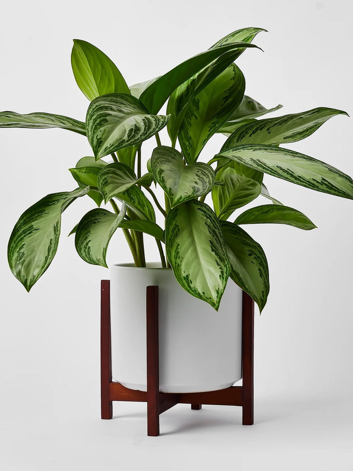 Tobago Mahogany Plant Stand, Large 8.5" (Multiple Colours)