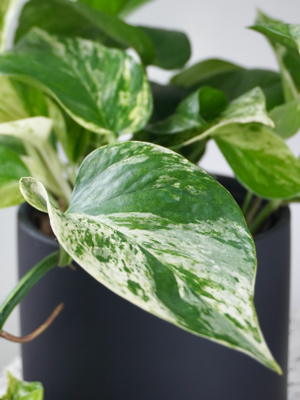Jab-Jab the Pothos 'Marble Queen', Medium