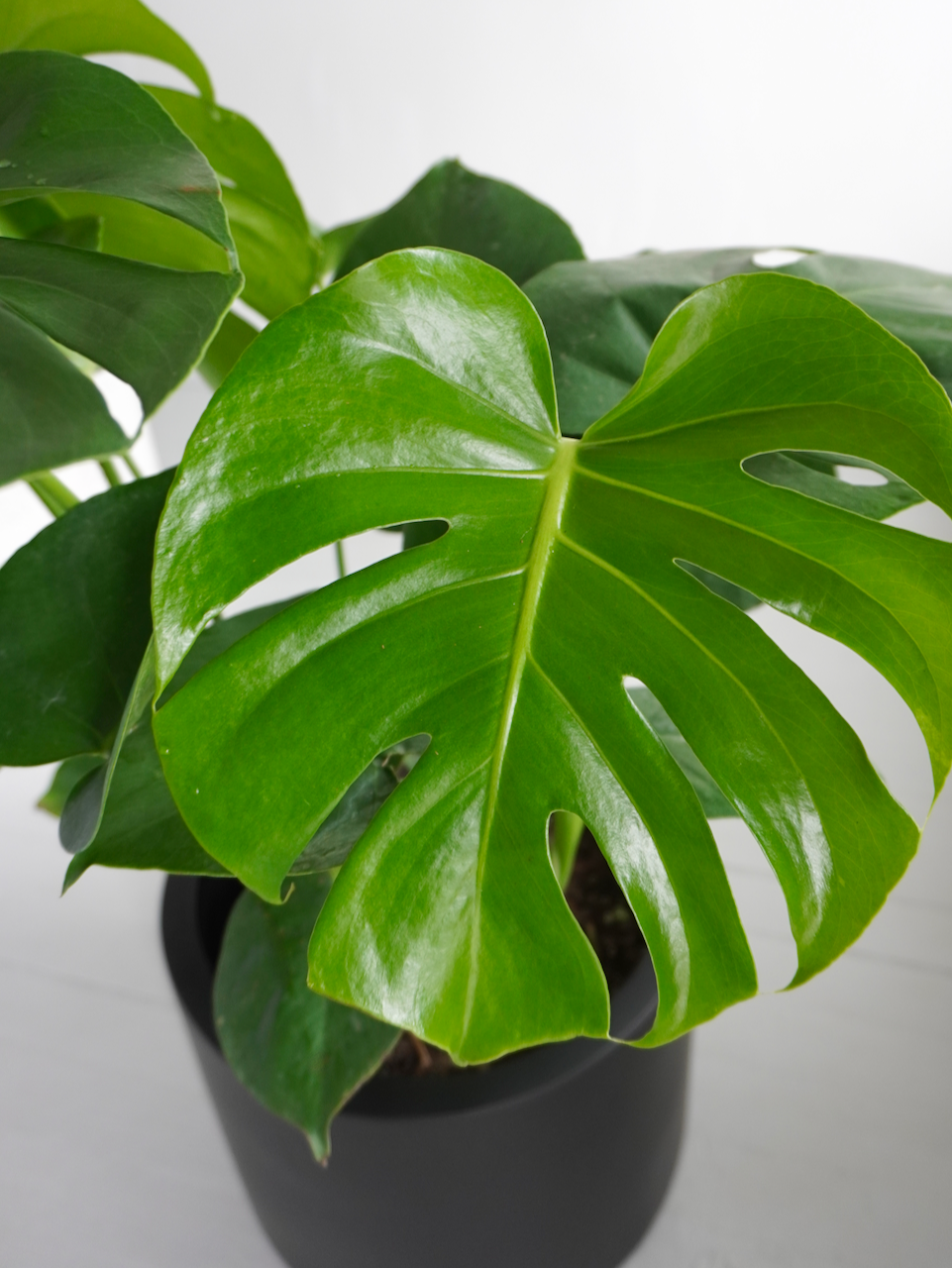 Zilla the Monstera Deliciosa, XL