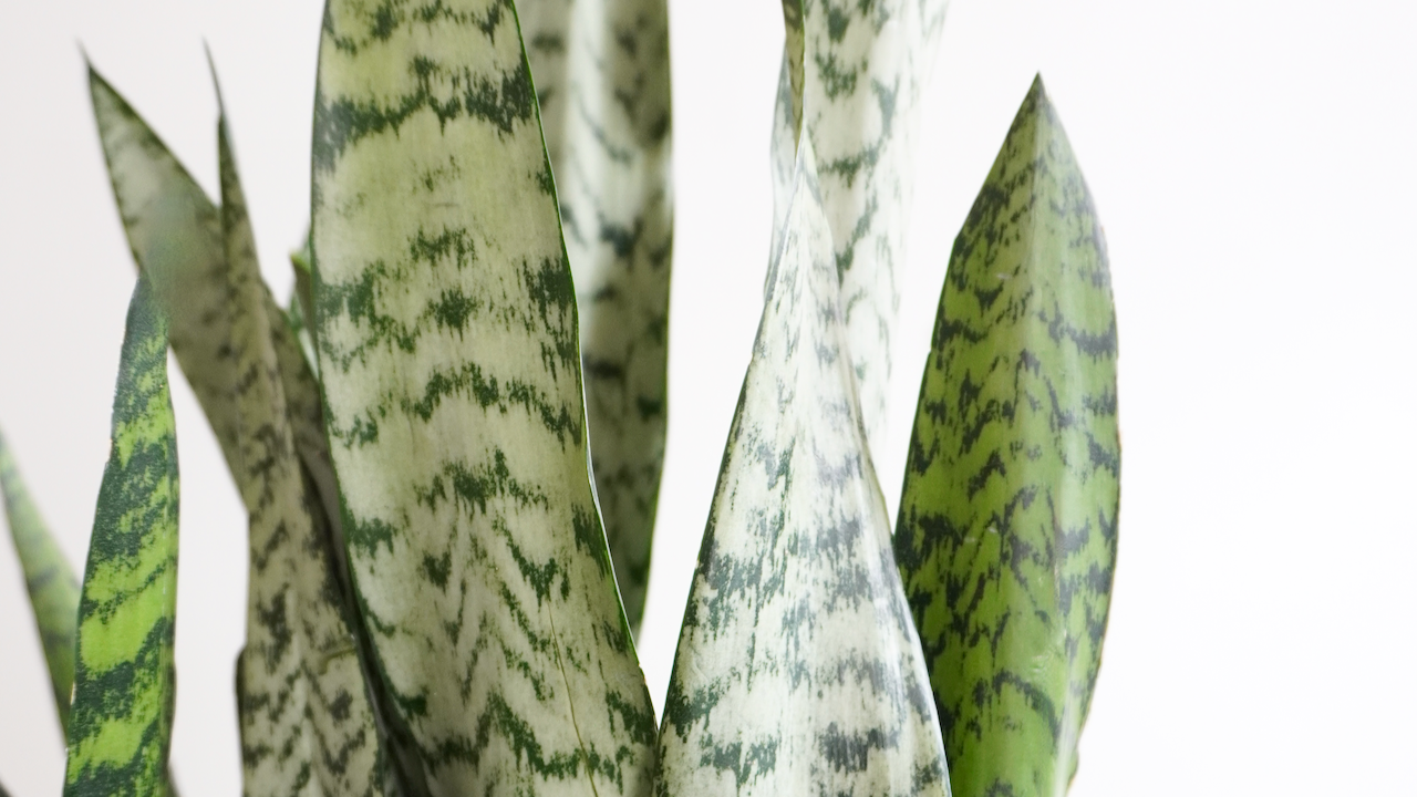 Snake Plants