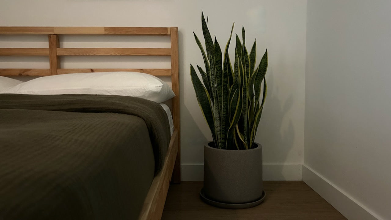 Low Light Plants