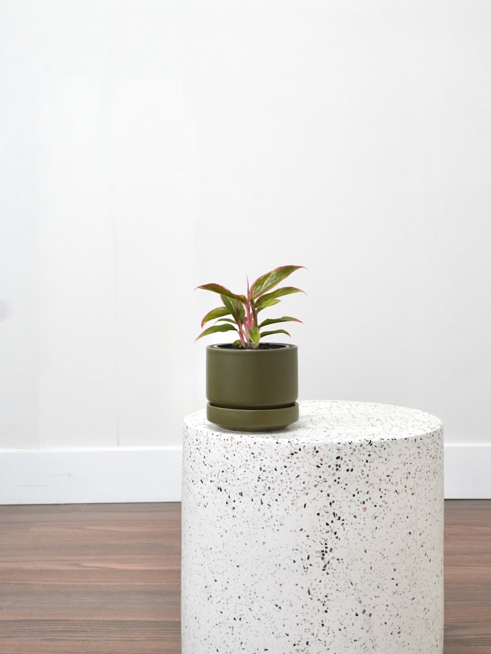 Gloria the Aglaonema 'Siam Aurora', Small