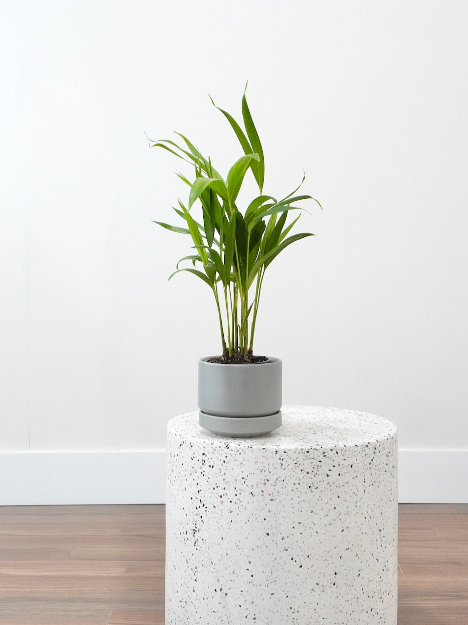 Aretha the Areca Palm, Small