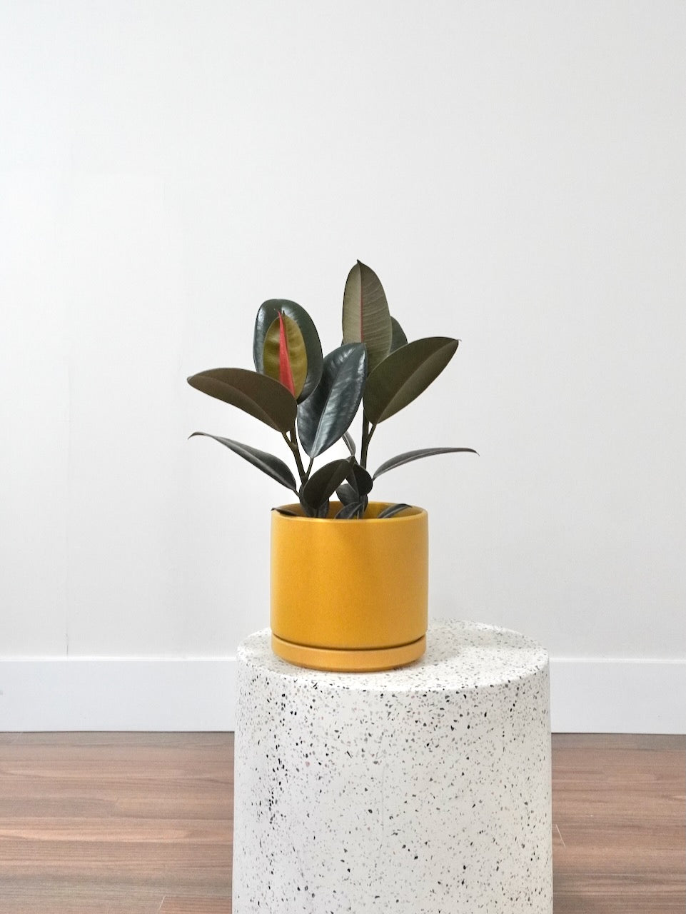 Big Red the Rubber Tree 'Burgundy', Medium