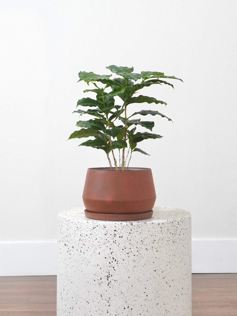 Java the Coffee Plant, Medium