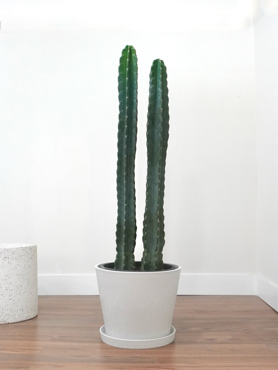 Ted the Cuddly Cactus, XXL
