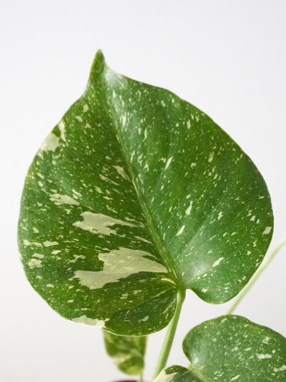 Zilla the Monstera Deliciosa 'Thai Constellation', Small *Special*