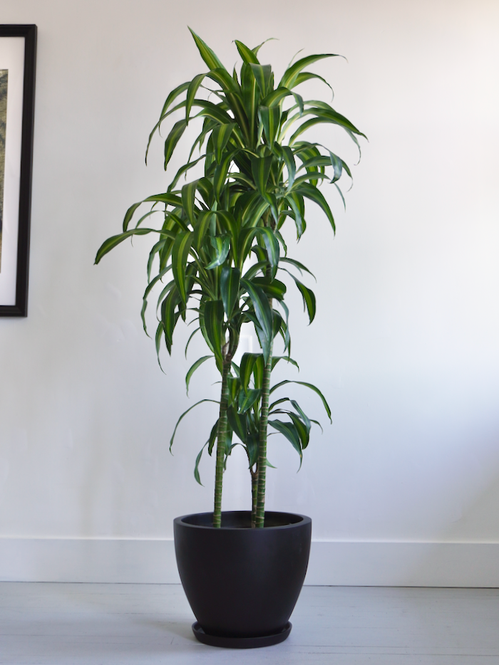 Dawn the Dracaena Hawaiian Sunshine, XL Tall