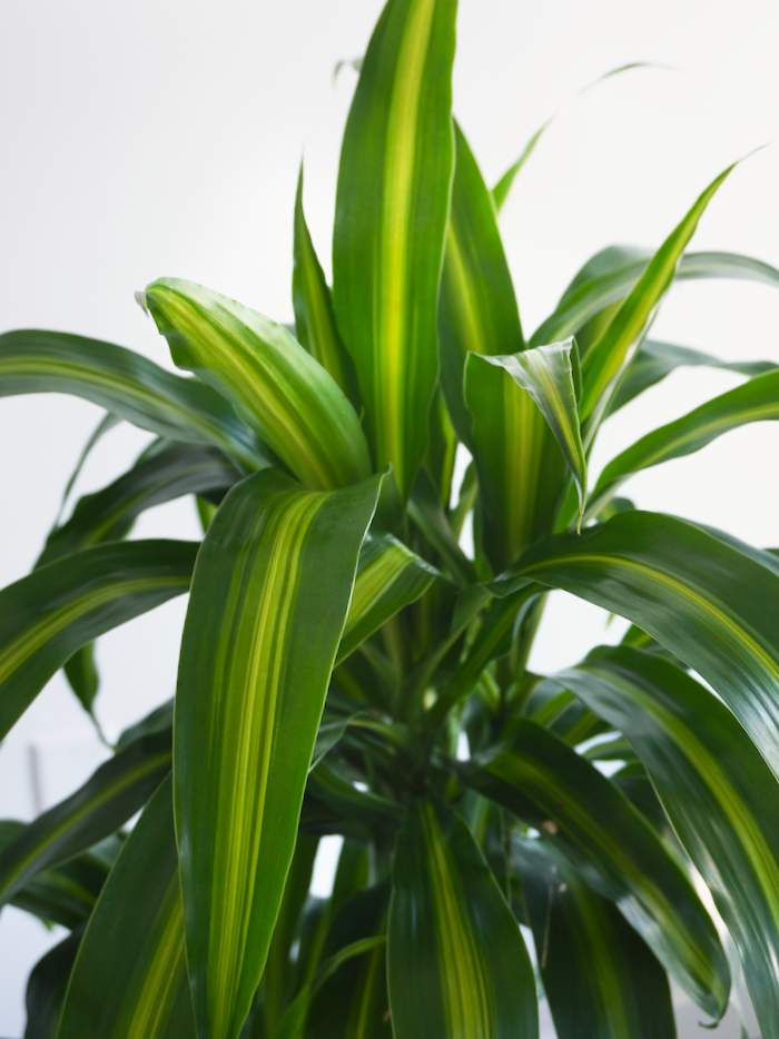 Dawn the Dracaena Hawaiian Sunshine, XL Tall